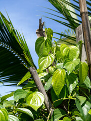 A betel with green leaves creeping on a bamboo pole