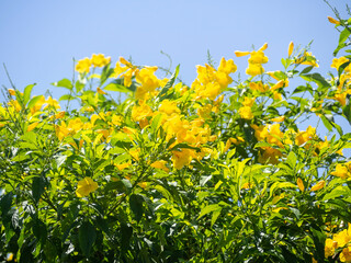 Tree with yellow flowers for nature background