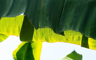 Closeup, leaves of a banana plant in the garden
