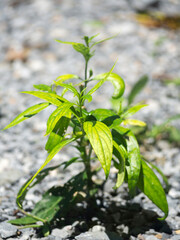 Andrographis Paniculata, medicinal plant