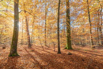 Mountain forest in autumn with orange and yellow foliage.