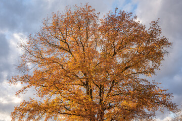Fototapeta premium Oak in autumn with orange, red and yellow foliage.
