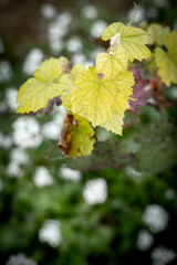 Vineyards in early autumn