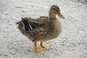 Ente