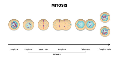 Mitosis phases. Prophase, Metaphase, Anaphase, and Telophase.