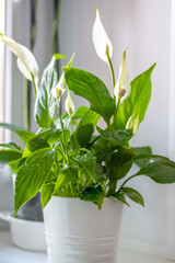 Spathiphyllum. Ornamental green plant for home interior grown in a pot.