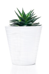 Haworthia. Ornamental green plant for home interior grown in a pot, isolated on white background.