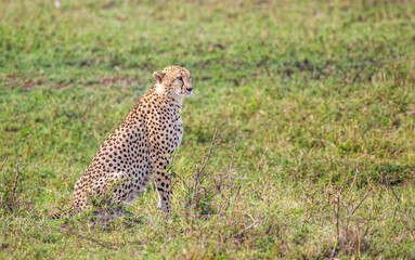 Cheetah lying on the grass on a hot afternoon in the Masai Mara, Kenya