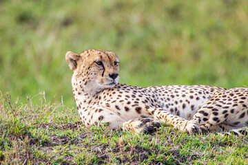 Naklejka na ściany i meble Cheetah lying on the grass on a hot afternoon in the Masai Mara, Kenya