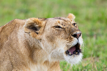 Young lioness on her own, calls out to the pride  in the Masai Mara, Kenya	