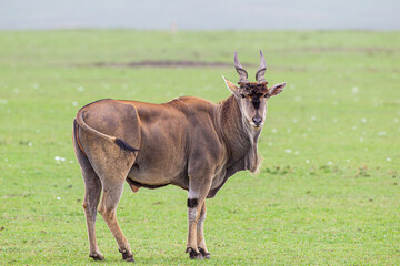 Naklejka na ściany i meble Large Eland bull walks across the green grasslands of the Masai Mara, Kenya 