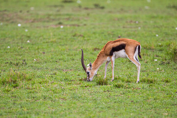 Naklejka na ściany i meble Thomson's Gazelle male grazing on the grass of the Masai Mara, Kenya 
