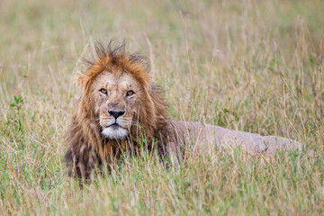 Portrait of a male lion in the Masai Mara in Kenya