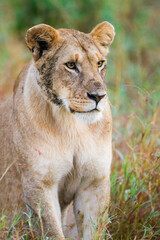 Young lioness on her own, calls out to the pride  in the Masai Mara, Kenya	