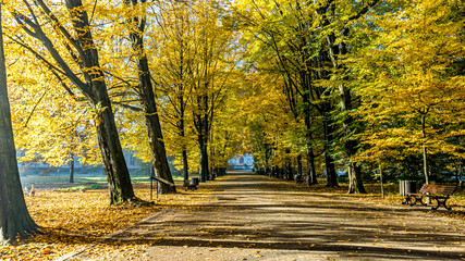 aleja jesienią w parku w Pszczynie na Śląsku, Polska
