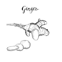 Ginger root. Vector illustration, sketch, drawing.