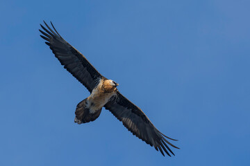 Gypa&egrave;te Barbu 