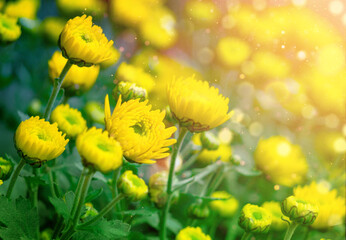 Yellow flowers in the sunlight.