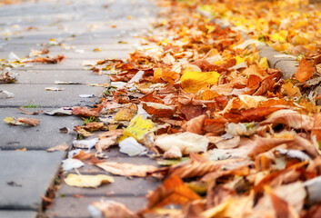 Fallen leaves on the road. Fallen leaves concept.