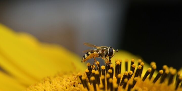 syrphe sur fleur de tournesol