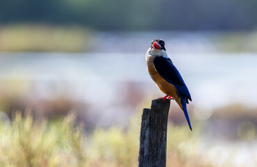 The black-capped kingfisher perching on a wooden rod in Thailand
