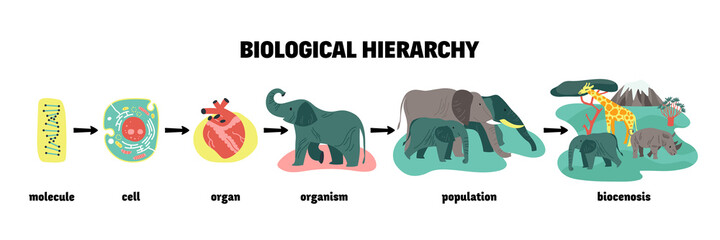 Biological Hierarchy Infographic Scheme