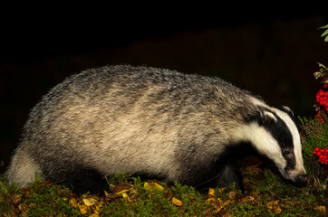 Badger, Scientific name: Meles Meles.  Wild, native, Eurasian badger foraging in natural woodland habitat at night in Autumn.  Close up, facing right. Horizontal.  Space for copy. © Moorland Roamer