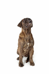 Obraz premium puppy bullmastiff sitting on white background 