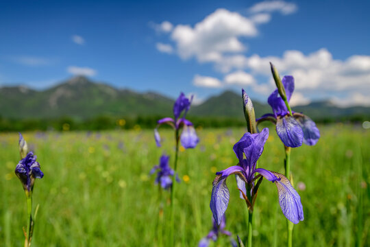 Scenic view of purple irises in field during sunny day