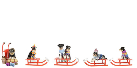 group of miniature schnauzers dogs with wooden sled, wool jumper on winter theme 
