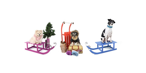  dog group, jack Russell, miniature spitz and miniature schnauzer with wooden sled