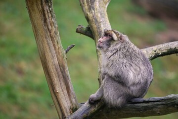 Macaque monkey in the nature looking habitat. Family care. Macaca sylvanus.