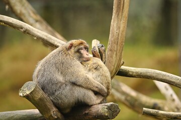Macaque monkey in the nature looking habitat. Family care. Macaca sylvanus.