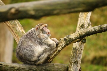 Macaque monkey in the nature looking habitat. Family care. Macaca sylvanus.