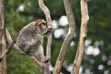 Naklejka na ściany i meble Macaque monkey in the nature looking habitat. Family care. Macaca sylvanus.