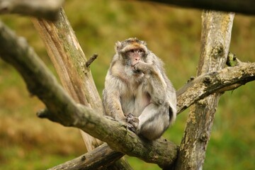 Macaque monkey in the nature looking habitat. Family care. Macaca sylvanus.