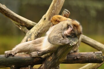 Macaque monkey in the nature looking habitat. Family care. Macaca sylvanus.