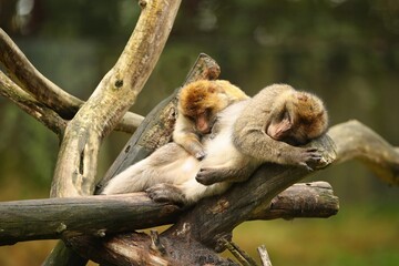 Macaque monkey in the nature looking habitat. Family care. Macaca sylvanus.