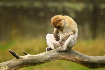 Macaque monkey in the nature looking habitat. Family care. Macaca sylvanus.