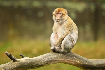 Macaque monkey in the nature looking habitat. Family care. Macaca sylvanus.