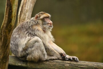 Naklejka na ściany i meble Macaque monkey in the nature looking habitat. Family care. Macaca sylvanus.
