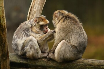 Macaque monkey in the nature looking habitat. Family care. Macaca sylvanus.