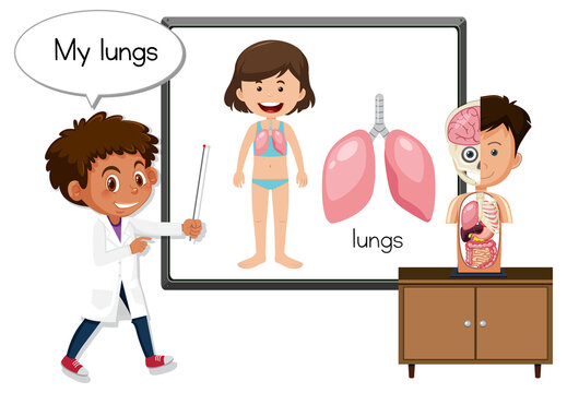 Young doctor explaining lungs organ