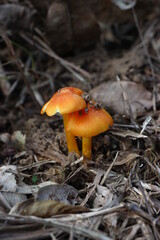 mushrooms in the forest