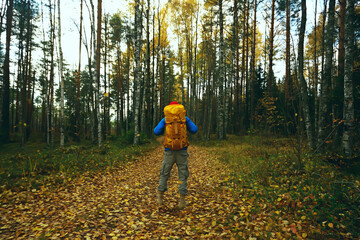 Fototapeta premium man with backpack a view from the back, hiking in the forest, autumn landscape, the back of tourist with a backpack