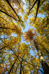 Upward view of treetops with colorful autumn leaves