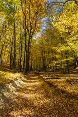 Road through beautiful sunny colorful autumn forest under blue sky