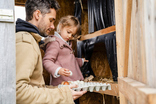 Cute girl with father keeping eggs in tray at chicken house