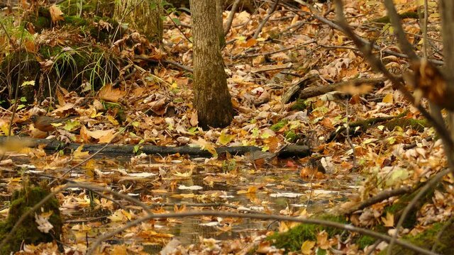 Black capped chikadee bathing, washing body in pond water in autumn leaves forest