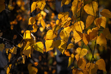 Nice yellow orange red birch leaves  nature background abstract macro close up autumn